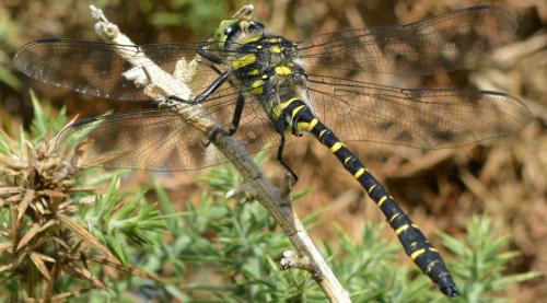 Cordulegaster boltonii